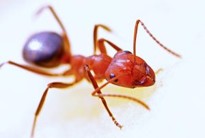 Ameisensäure gegen Warzen